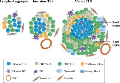 Tertiary lymphoid structures in gynecological cancers: prognostic role, methods for evaluating, antitumor immunity, and induction for therapy